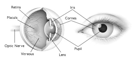 Anatomy Eye